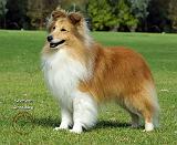 Shetland Sheepdog 9J038D-10